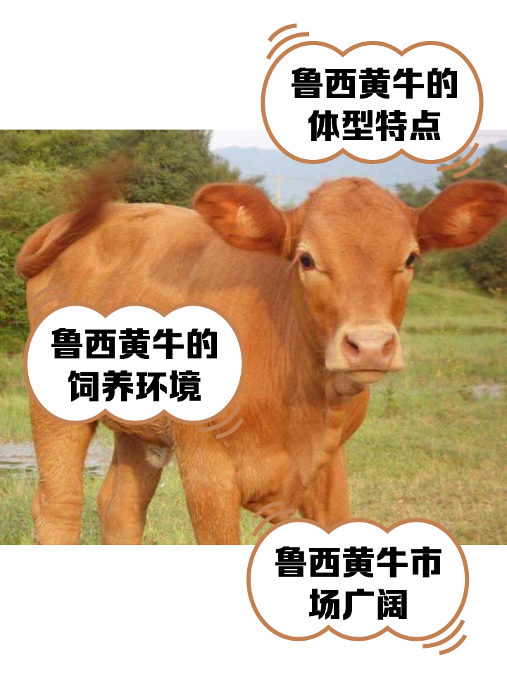 巴中最新医保取现黄牛方法分析(最方便真实的巴中医保取现黄牛怎么取方法)